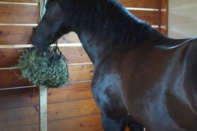 horse eating hay inside a stall from a haynet