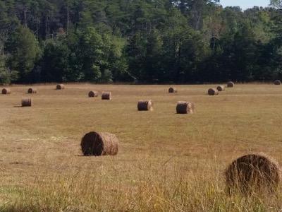 large field with hay bales