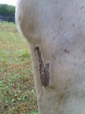 saxophone shaped chestnut on a white horse