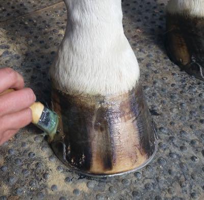 hoof being painted with hoof polish