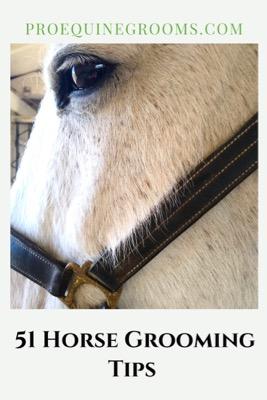 51 horse grooming tips 
