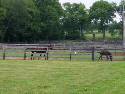 thoroughbred mare and foal in paddock