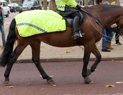 police horse with bell boots