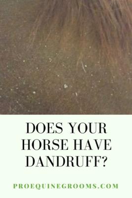 horse-dandruff-on-mane