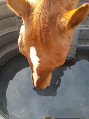 horse drinking from clean water trough