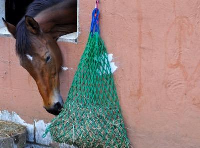 horse on stall rest eating from a haynet