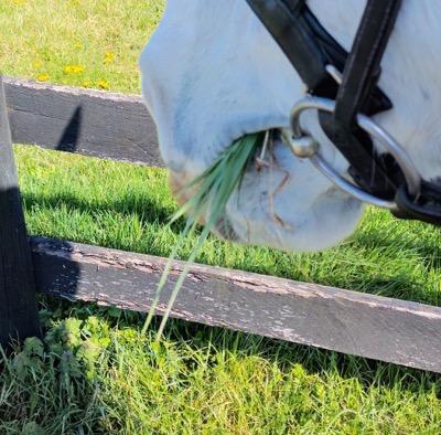 grass poking out from a horse's bit