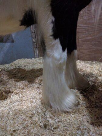 feathered legs on gypsy vanner horse