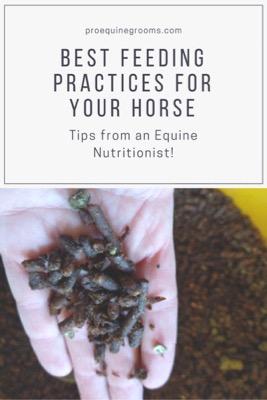 best ways to feed your horse grains and feeds