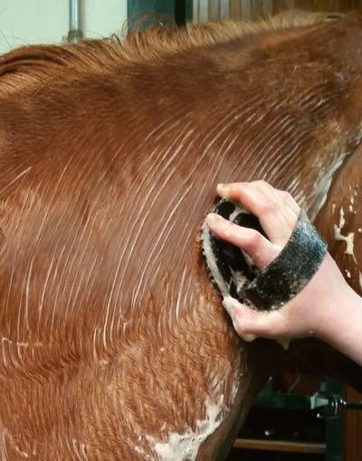 horse getting shampoo with a brush