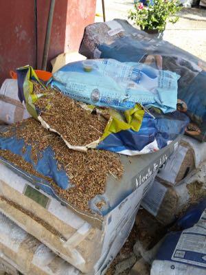 open bags of horse feed at the back of a feed store