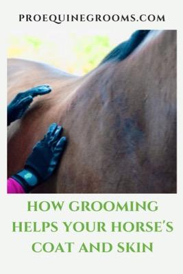 horse grooming helps your horse's skin and coat