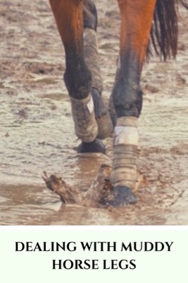 clean your horse's muddy legs