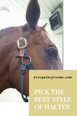 pick the best halter for your horse