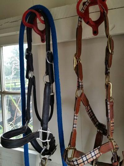 leather halter and nylon halter hanging in tack room