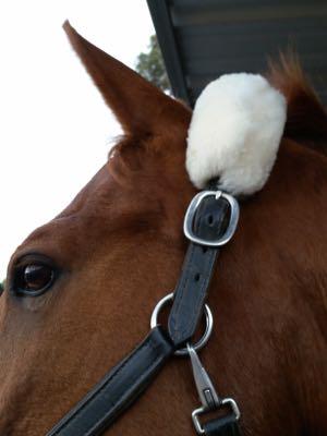 horse wearing halter with fleece crown piece