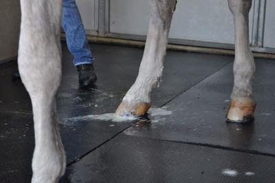 gray horse getting leg shampoo in wash rack