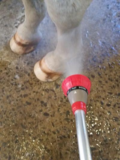 horse getting legs sprayed on textured wash rack