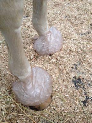 homemade ice boots for hooves