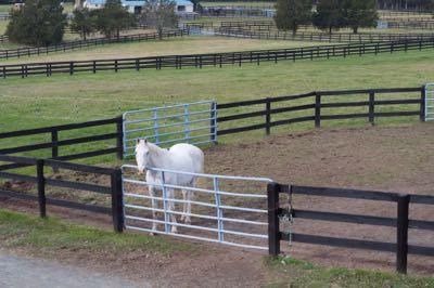 gray horse in paddock catch pen by the gate
