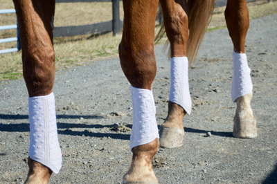 chestnut horse with thin white sport boots on legs