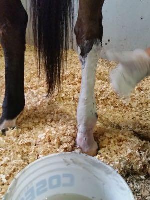 wet-poultice-horse-leg