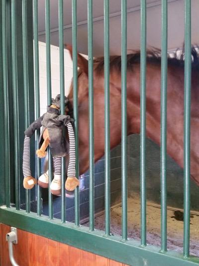 horse playing with a stuffed toy