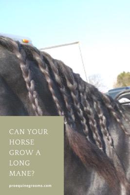 can your horse grow a long mane