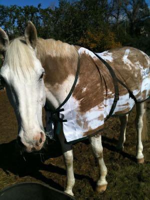 dirty horse wearing a dirty fly sheet