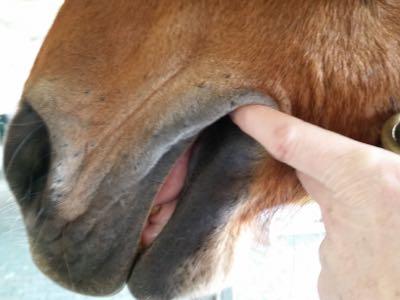 finger in the corner of your horse's mouth