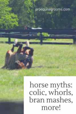 horse myths about colic and whorls