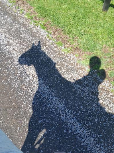 horse shadow on gravel driveway