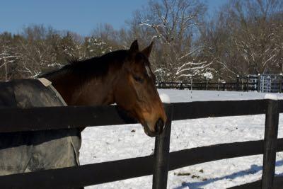 horse in blanket standing in snow by the fence