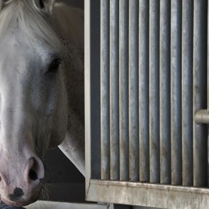 gray horse in a stall with head poking out