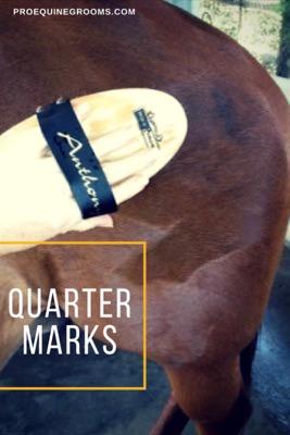 quartermarks-on-horse