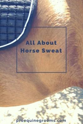 horse-sweat