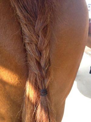 loose braid to keep tail out of urine