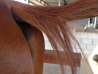 chestnut horse tail short hairs near the top
