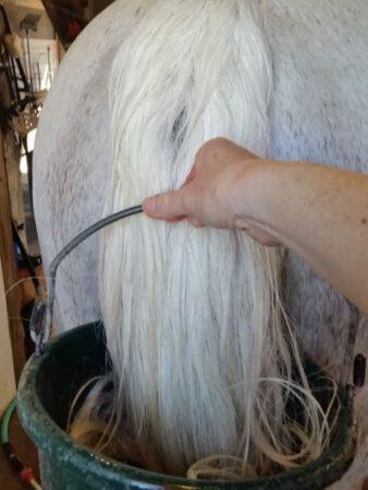 shampoo your horse's tail in a bucket