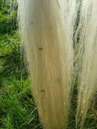 gray horse tail with lots of shavings and grass