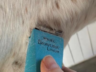 using trimmers to tidy a horse's face