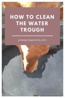 clean your horse's water trough