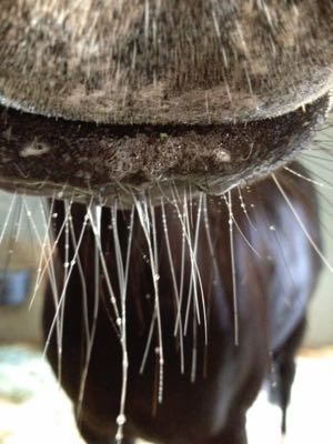 black horse with whiskers that have drops of water on them