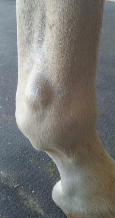 windpuff higher on a horse's fetlock