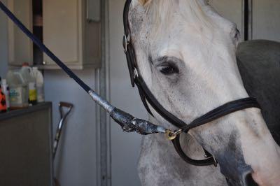 gray horse on cross ties in covered wash rack