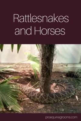 rattlesnakes and horses