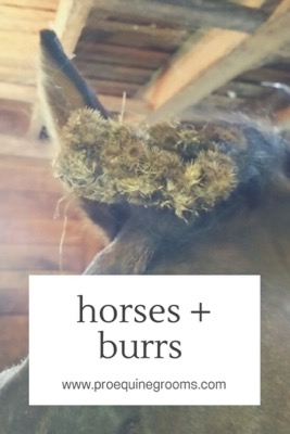 remove burrs from your horse's mane and tail