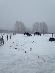 horses in a field of snow