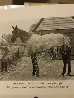 old photo of a horse with straw in his blanket