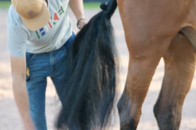 HOW TO PROVIDE THE BEST HORSE TAIL CARE - Braid Secrets